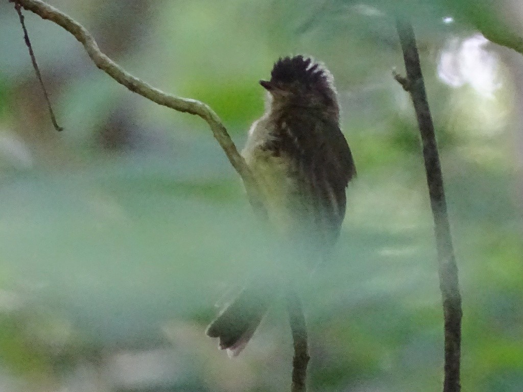 Sepia-capped Flycatcher - ML67159121