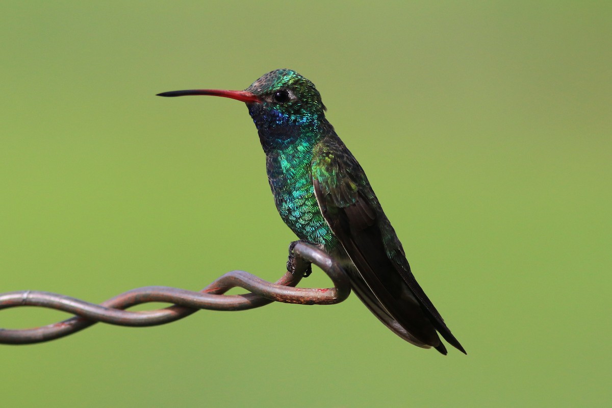 Broad-billed Hummingbird - Jake Cvetas