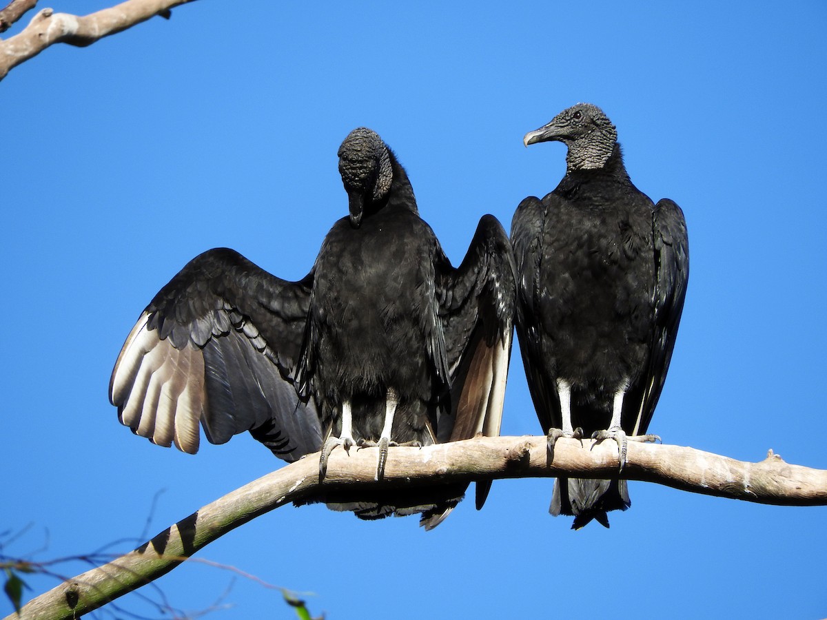 Black Vulture - ML67162621