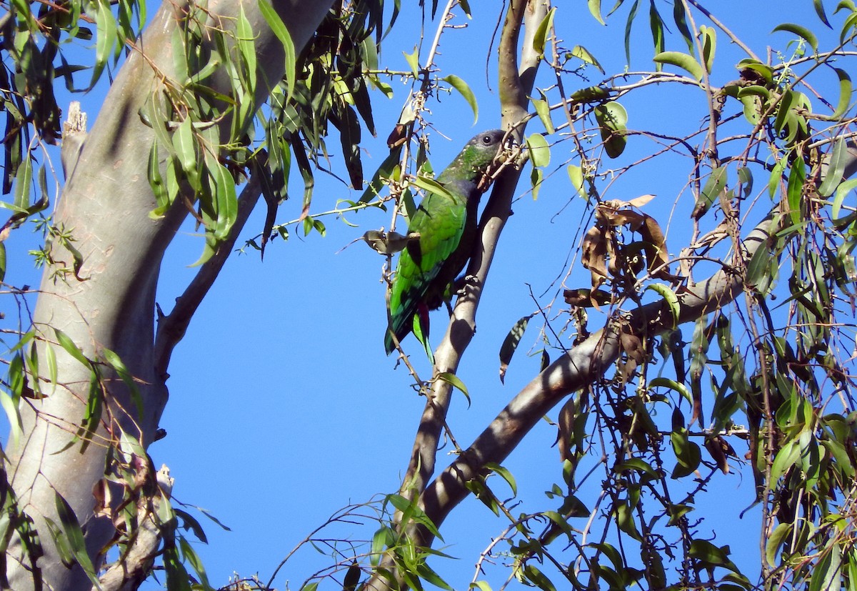 Scaly-headed Parrot - ML67164001