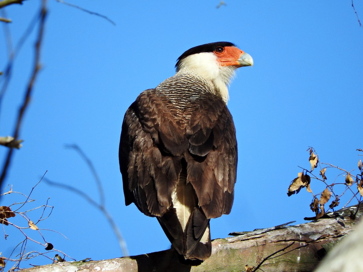Crested Caracara (Southern) - ML67164041