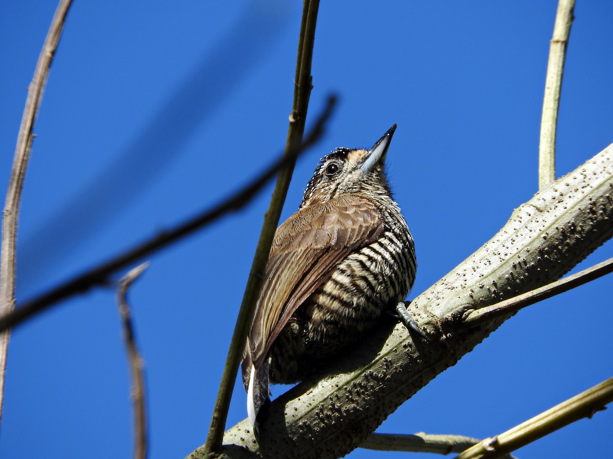 White-barred Piculet - ML67166061