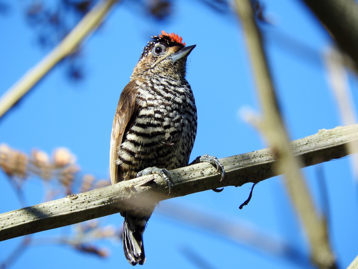 White-barred Piculet - ML67166101