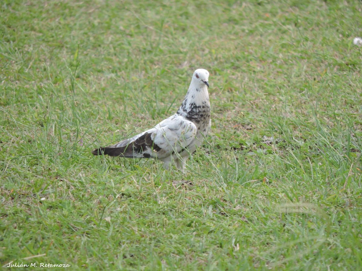 Rock Pigeon (Feral Pigeon) - ML67166541