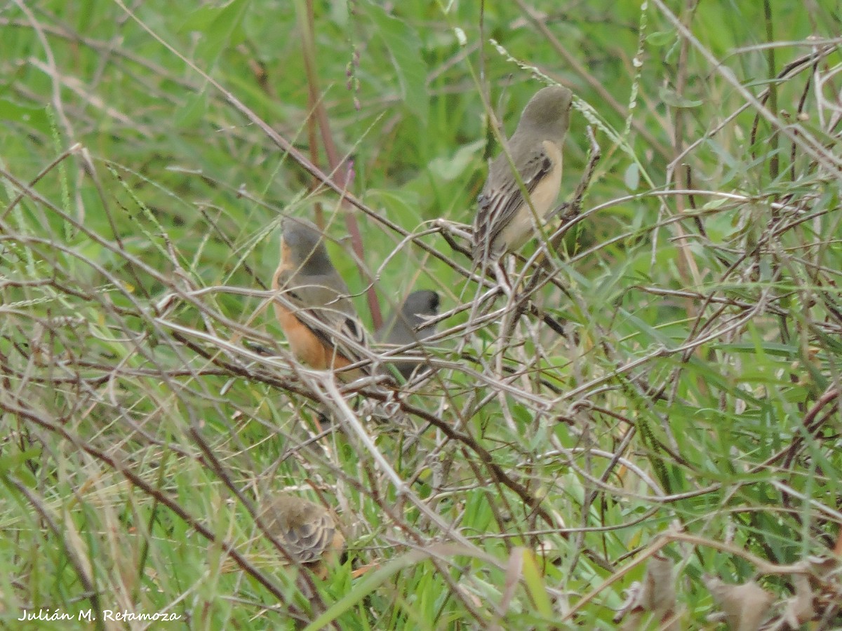 Tawny-bellied Seedeater - ML67167281