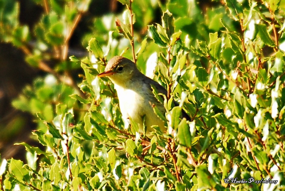 Melodious Warbler - ML67167421
