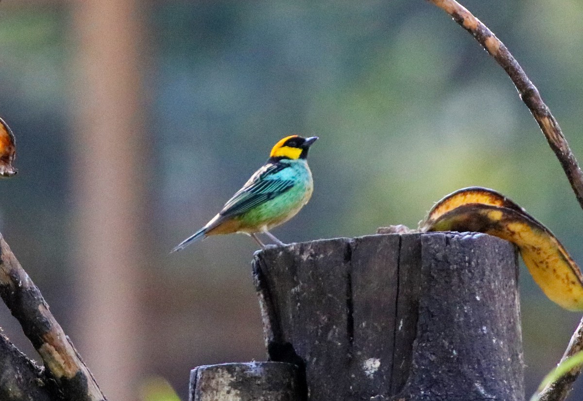Saffron-crowned Tanager - ML67169261