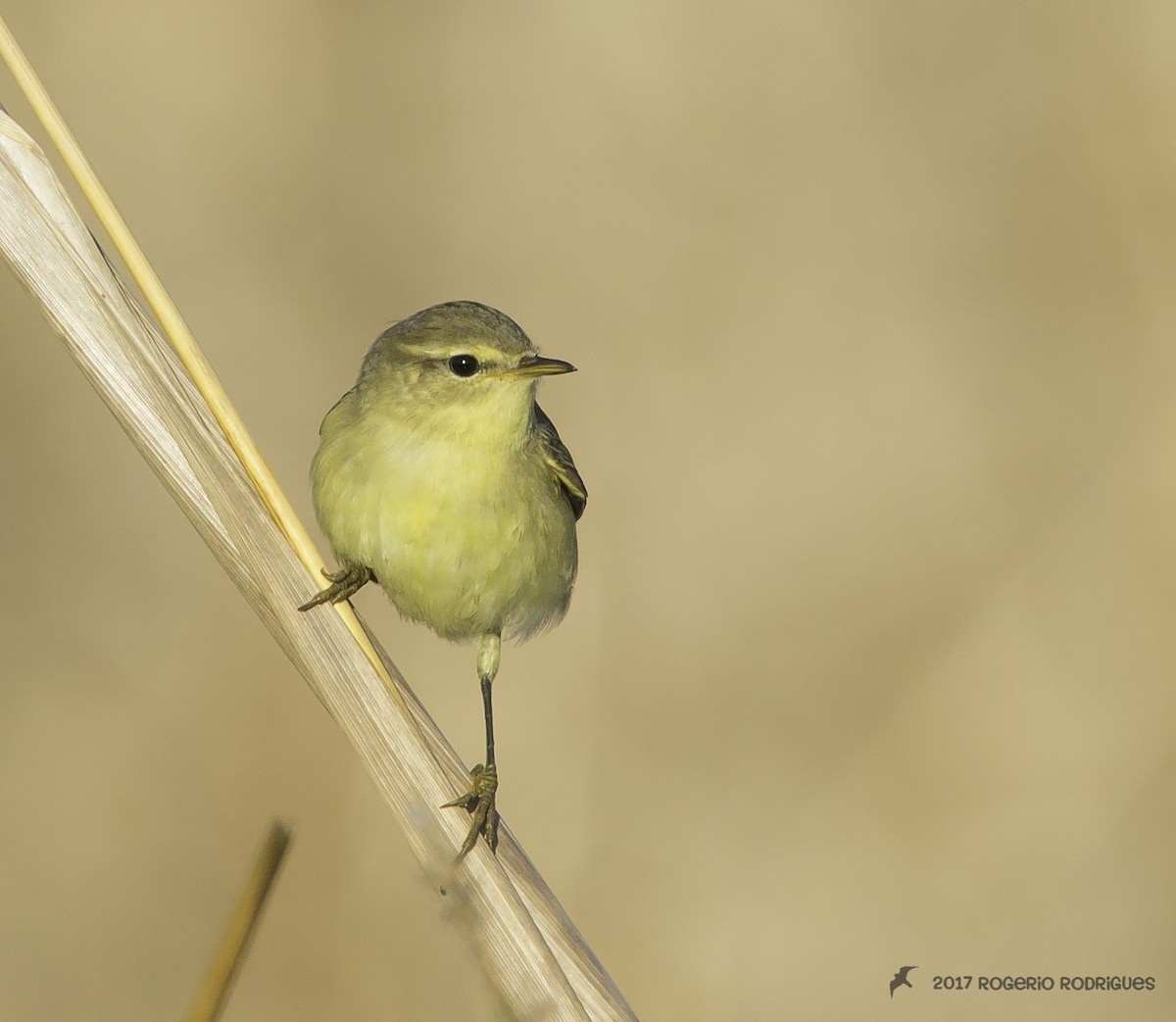 Willow Warbler - Rogério Rodrigues