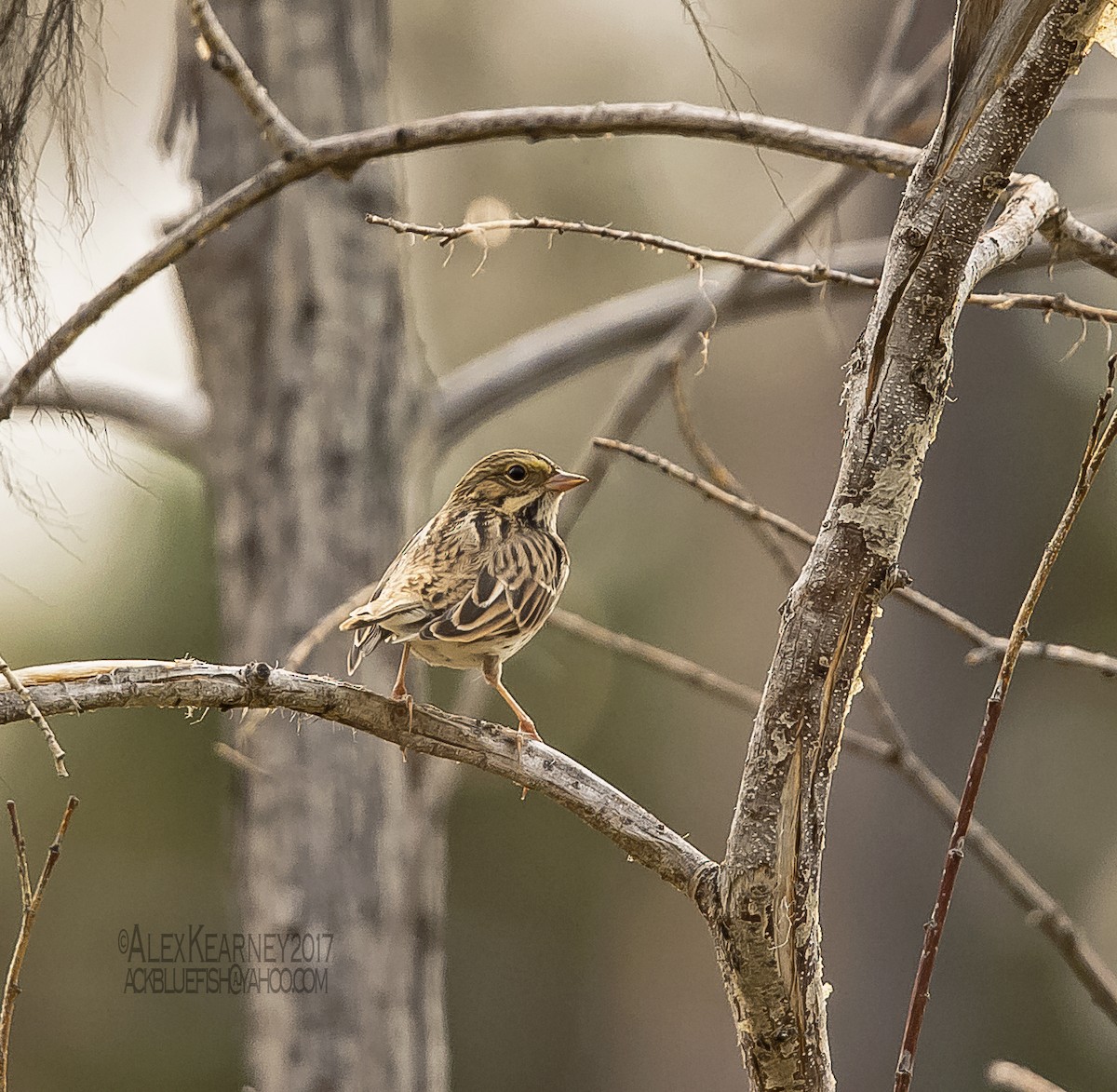 Savannah Sparrow - ML67171851