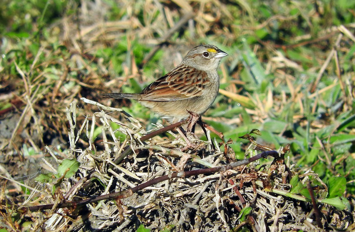 Grassland Sparrow - ML67171931
