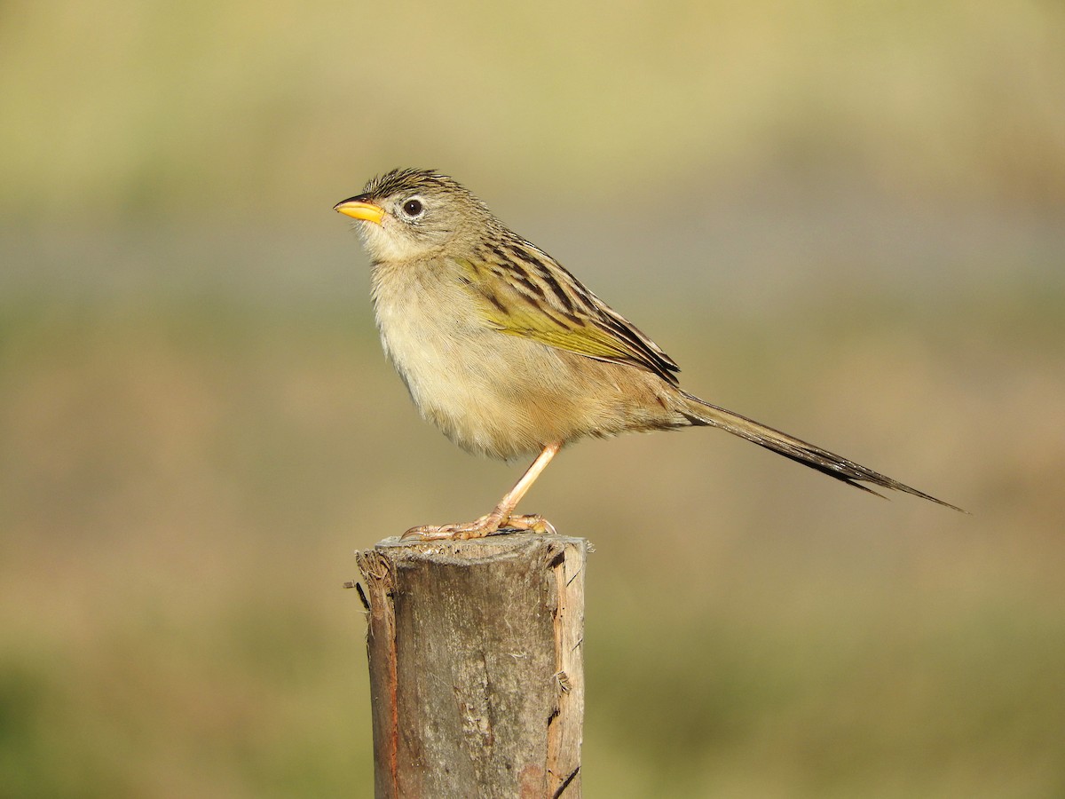 Wedge-tailed Grass-Finch - ML67171941