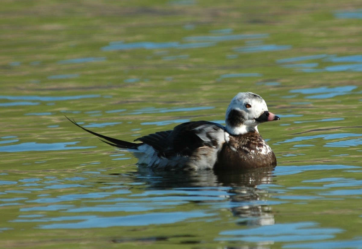 Long-tailed Duck - ML67173971
