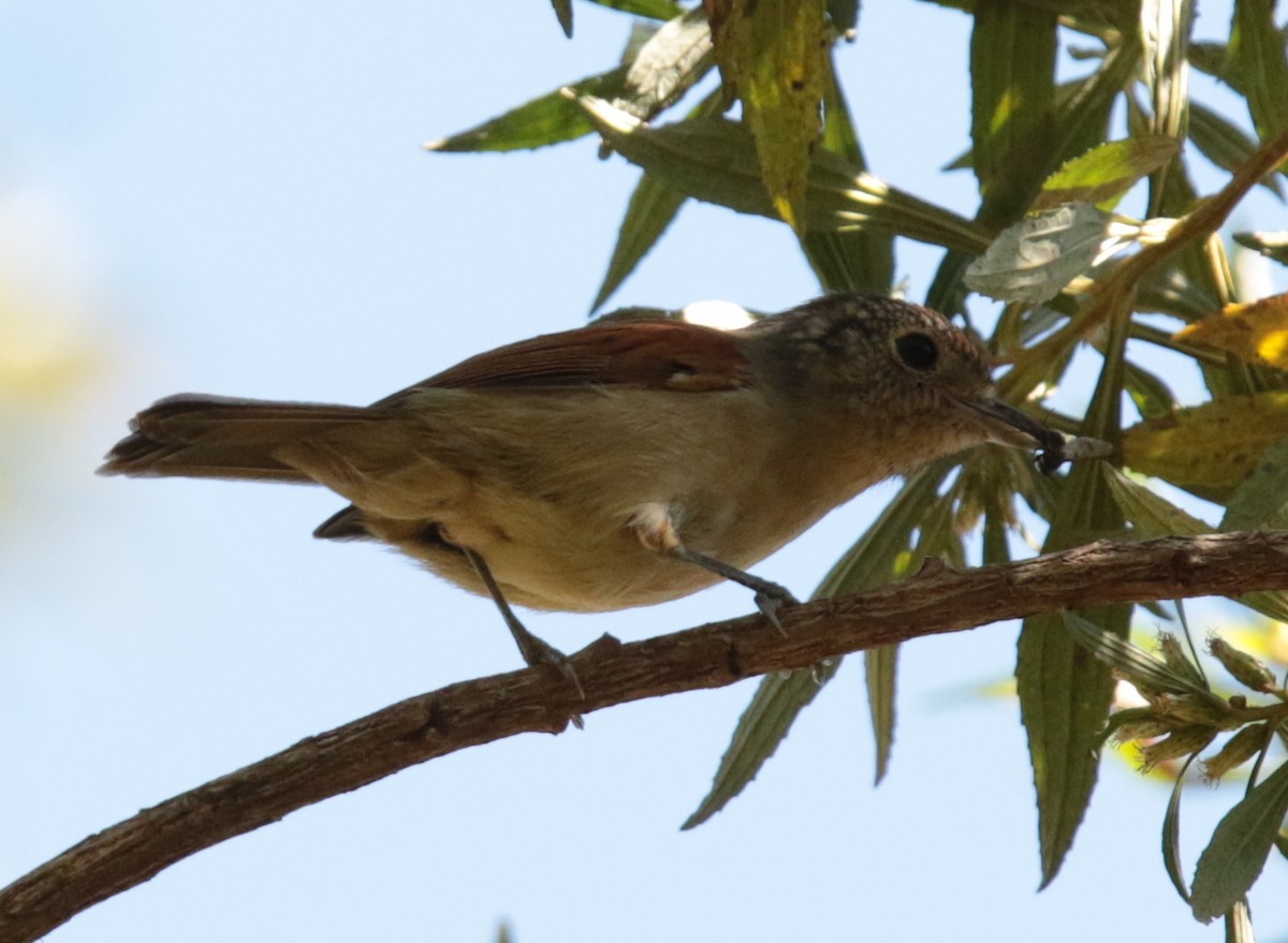 Chestnut-crowned Becard - Anonymous