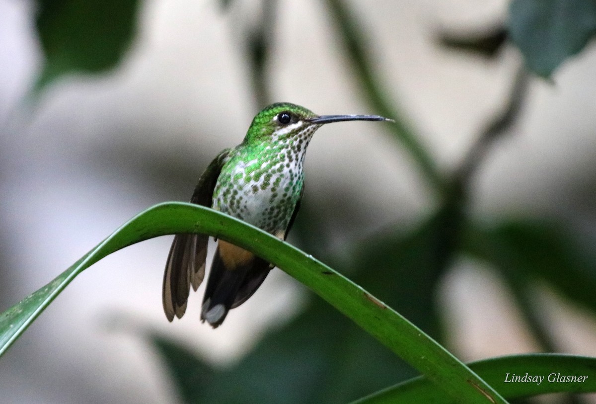 Rufous-booted Racket-tail - Lindsay Glasner