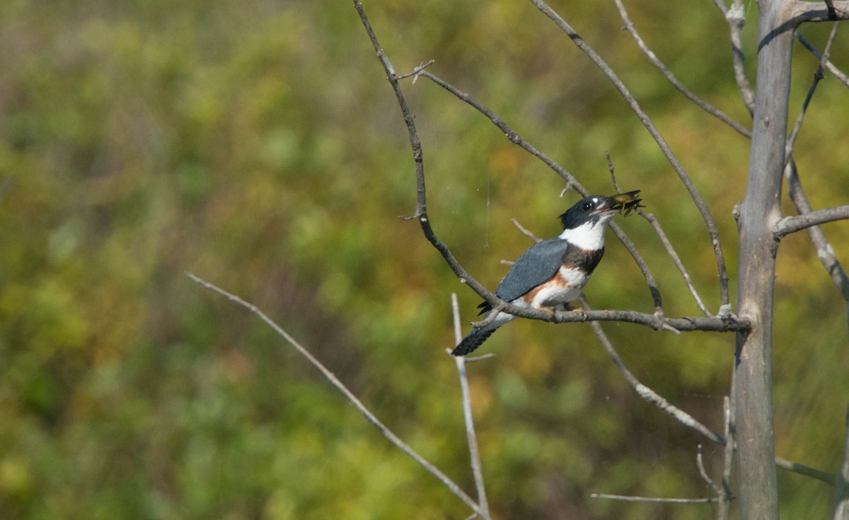 Belted Kingfisher - Louis Lemay