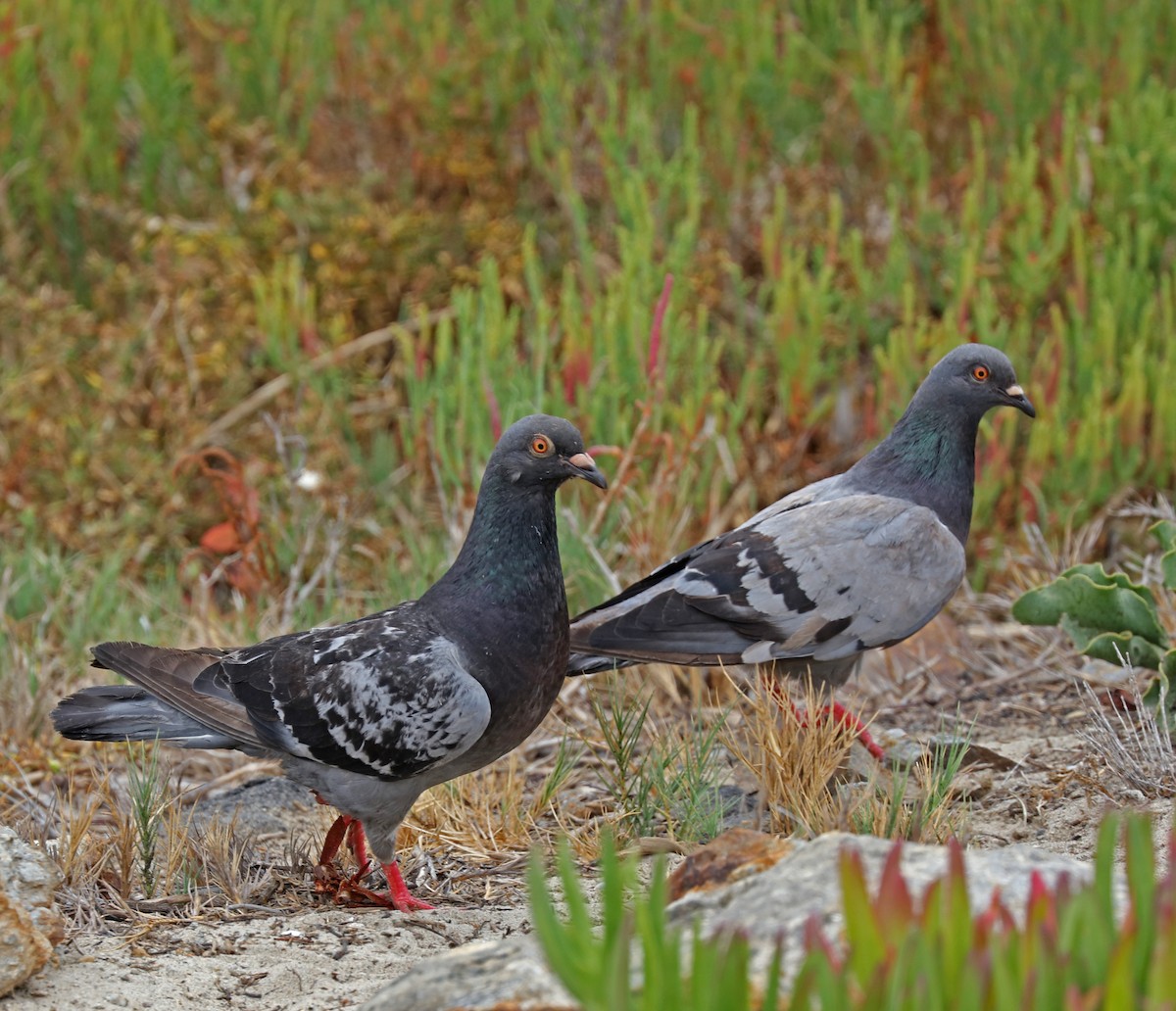 Rock Pigeon (Feral Pigeon) - John Bruin