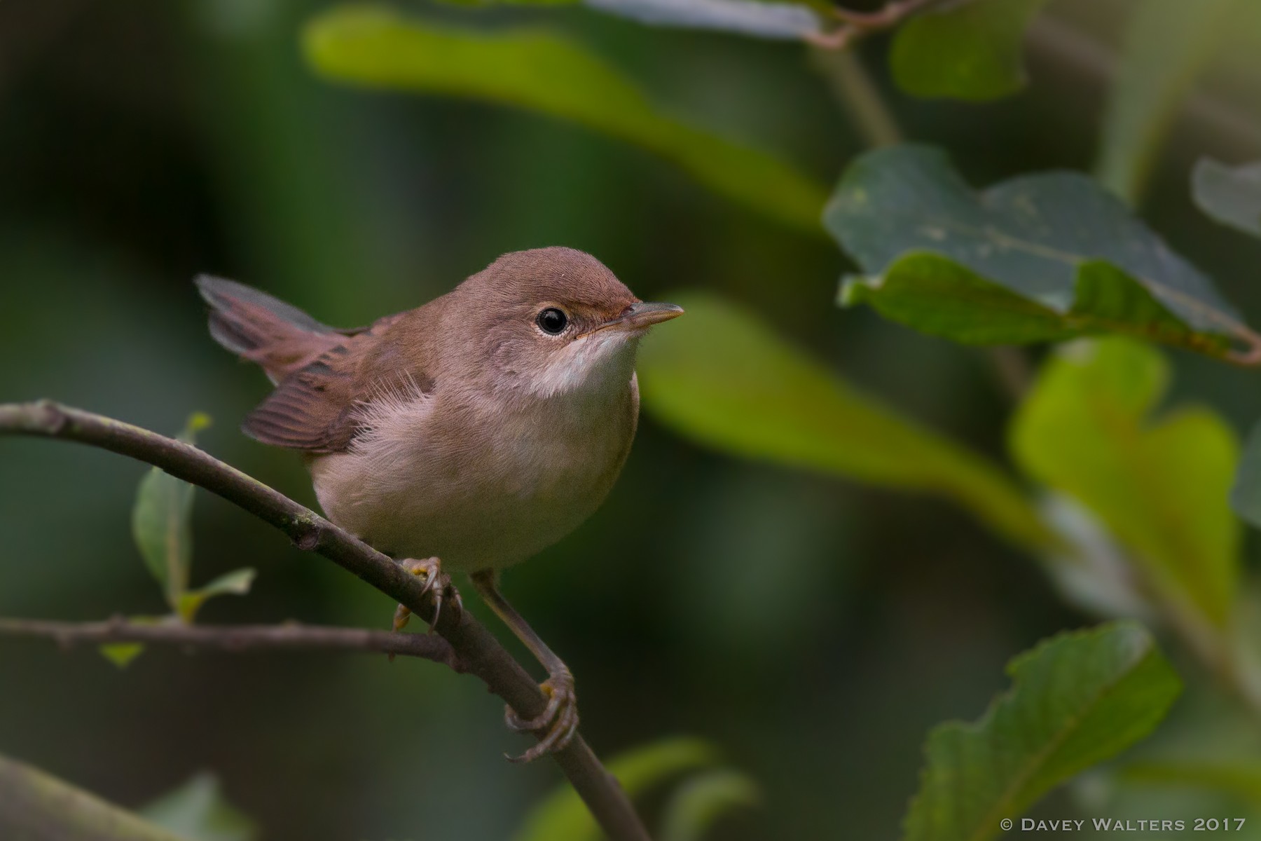 Common Reed Warbler (Common) - eBird