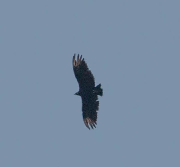 Black Vulture - ML67181911