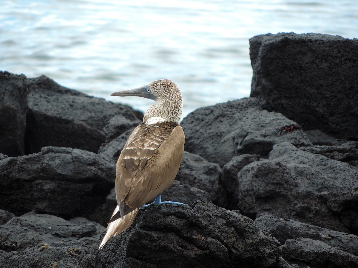 Blue-footed Booby - Christian  Araos