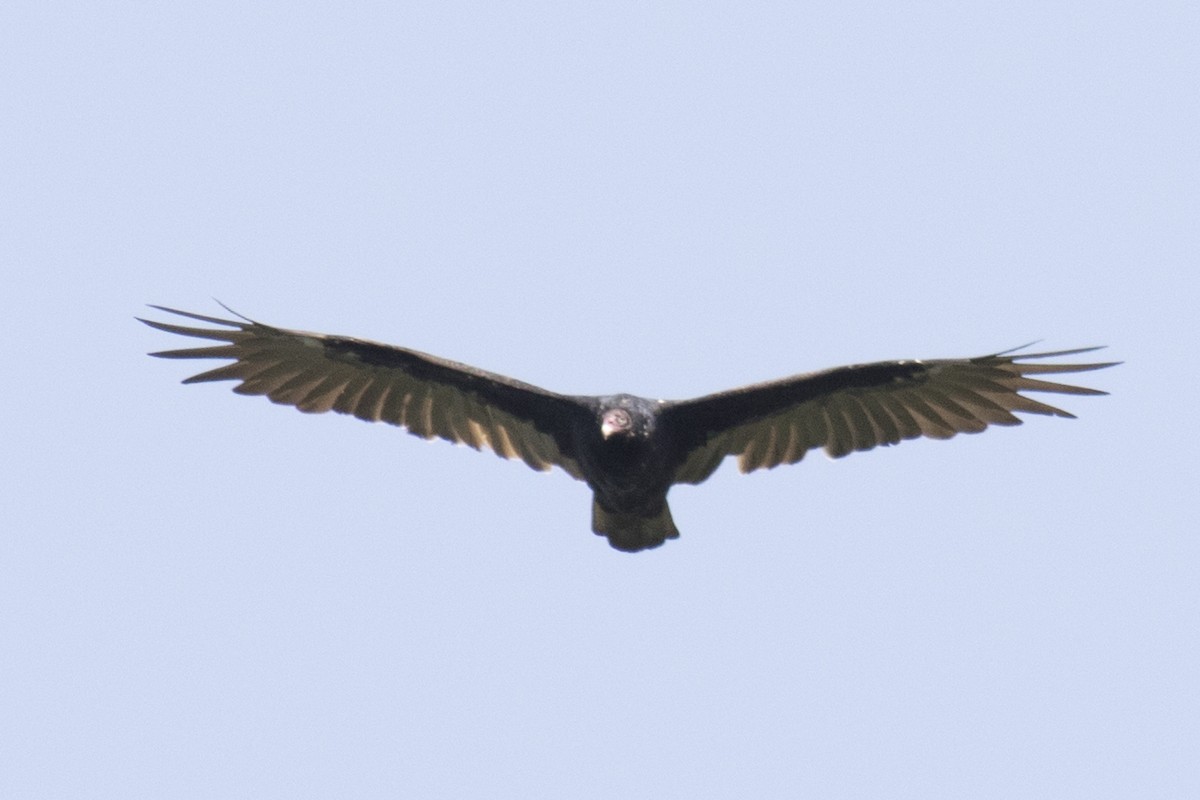 Turkey Vulture - ML67186021