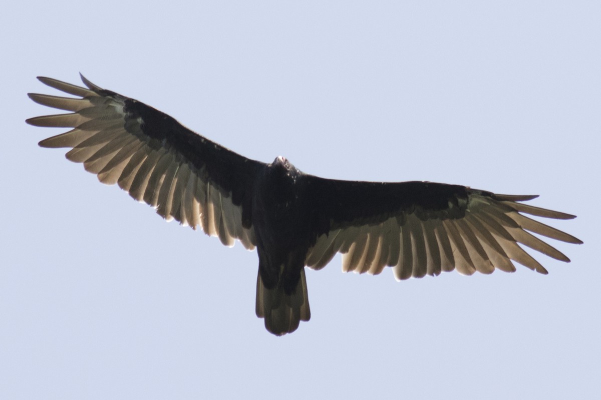 Turkey Vulture - ML67186031