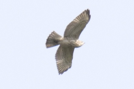 Broad-winged Hawk - ML67186041