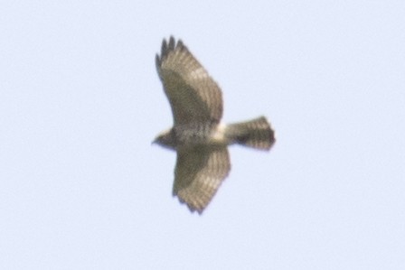 Broad-winged Hawk - ML67186051