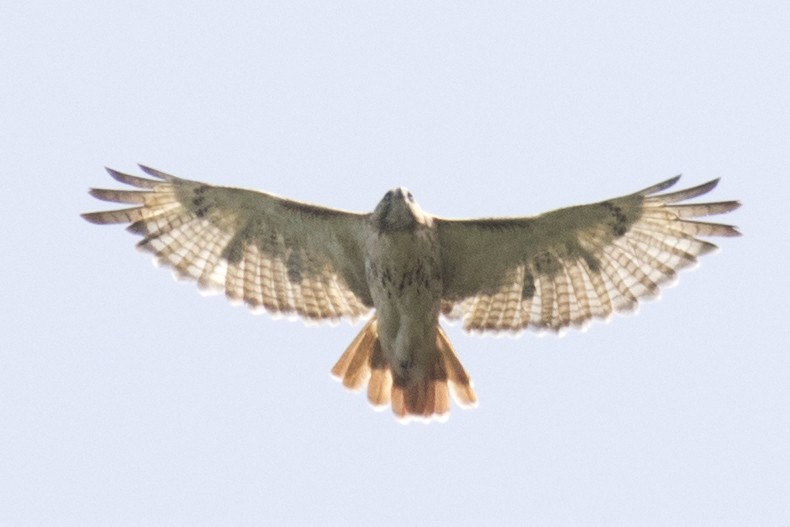 Red-tailed Hawk - ML67186081