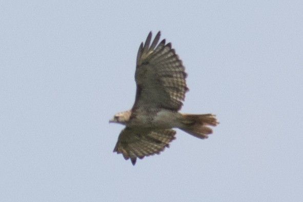 Red-tailed Hawk - ML67186101