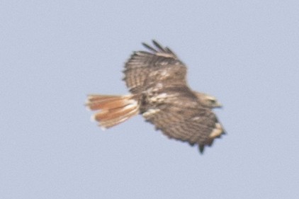 Red-tailed Hawk - ML67186111