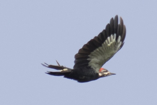 Pileated Woodpecker - David Brown
