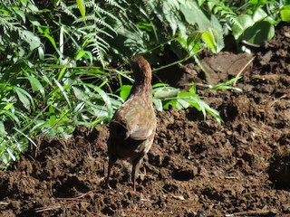 Buffy-crowned Wood-Partridge, ML67186331