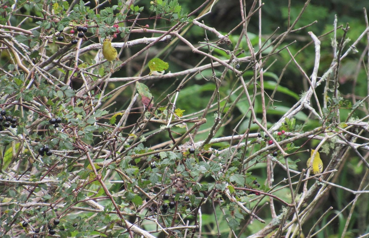 Yellow Warbler - ML67187861