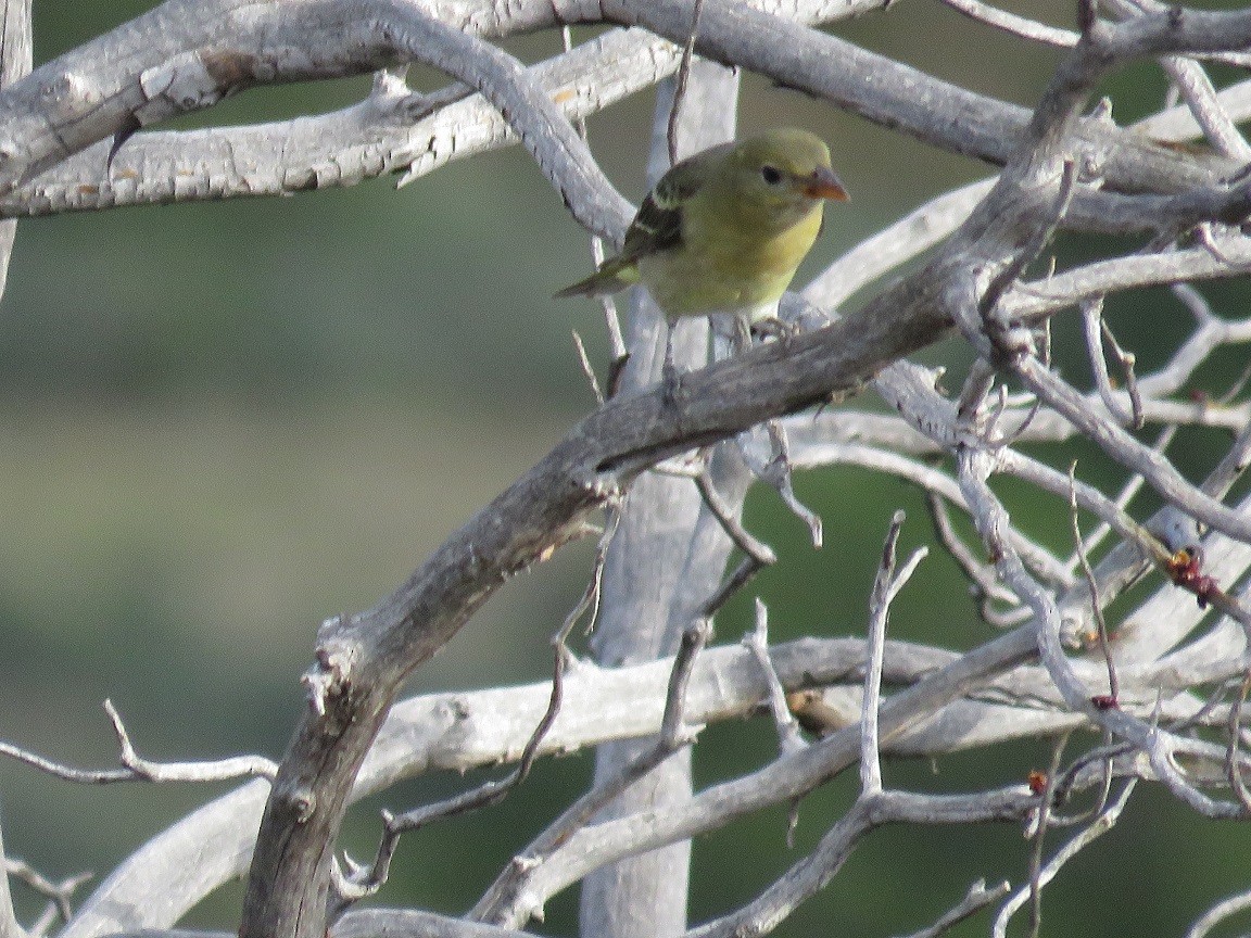 Western Tanager - ML67189491