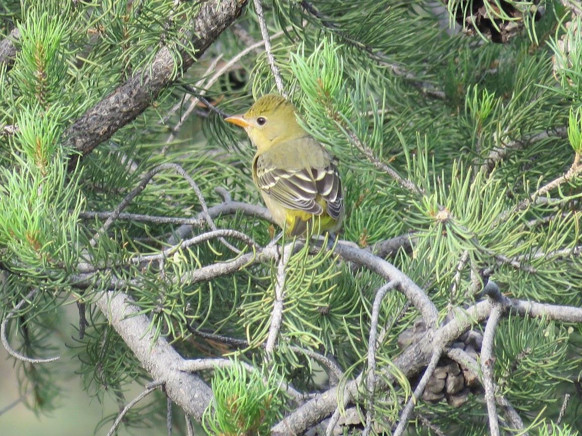 Western Tanager - Anne (Webster) Leight