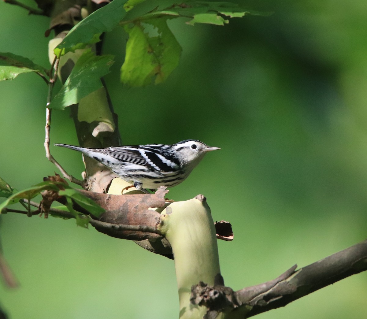 Black-and-white Warbler - Russell Hillsley
