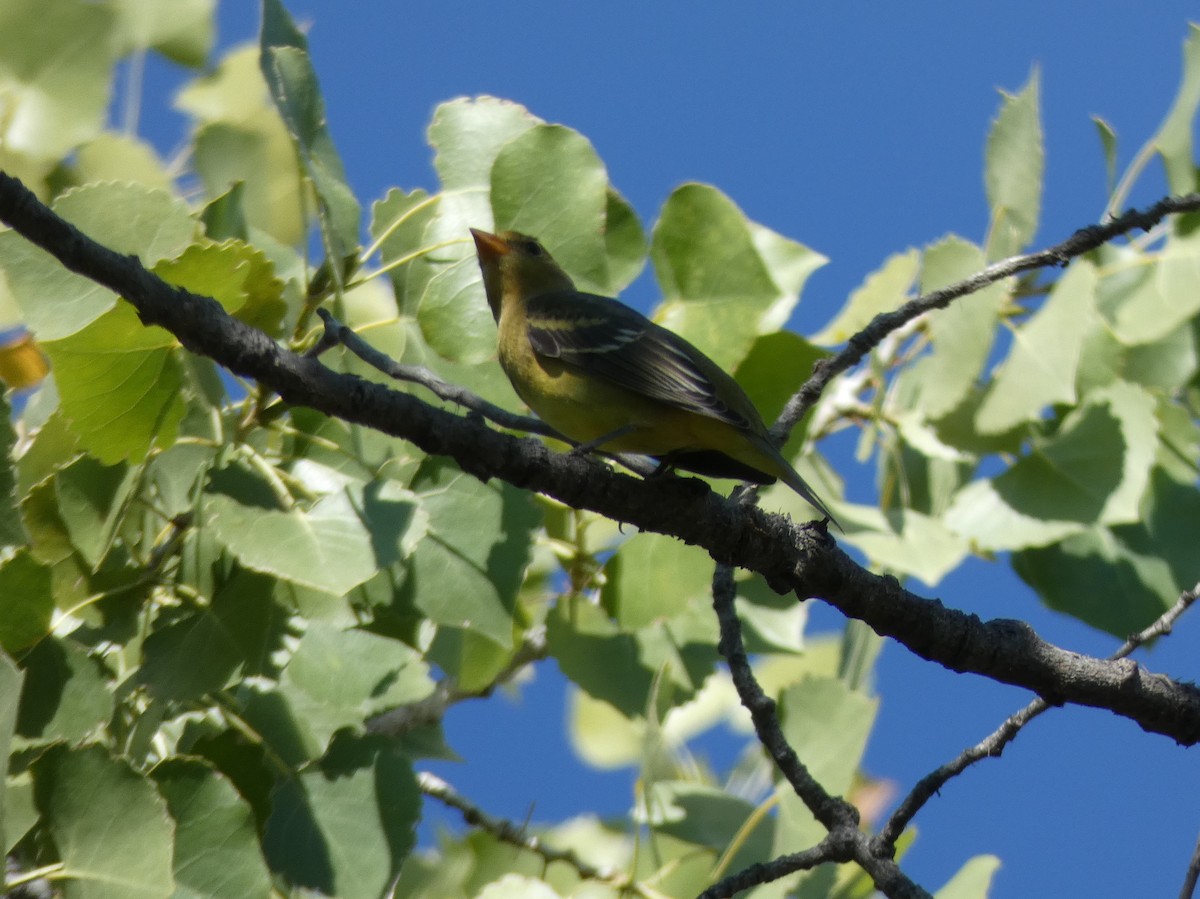 Western Tanager - Christopher Rustay
