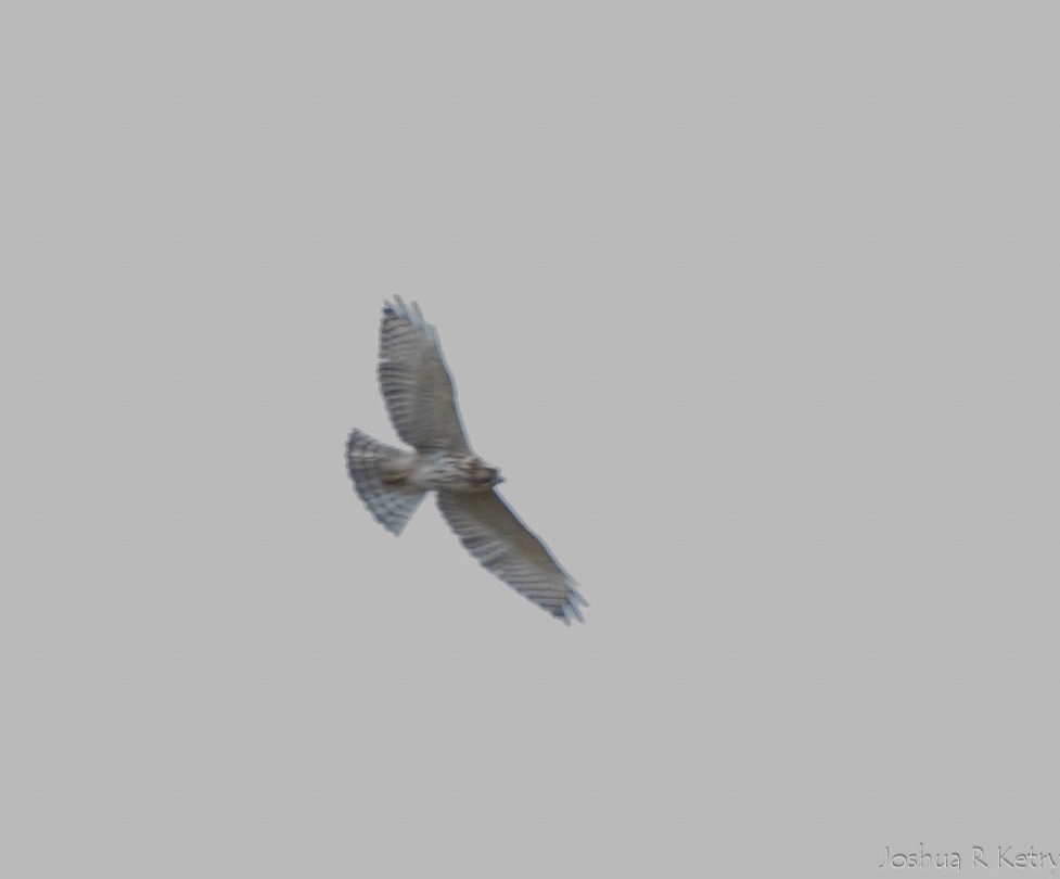 Broad-winged Hawk - ML67200191