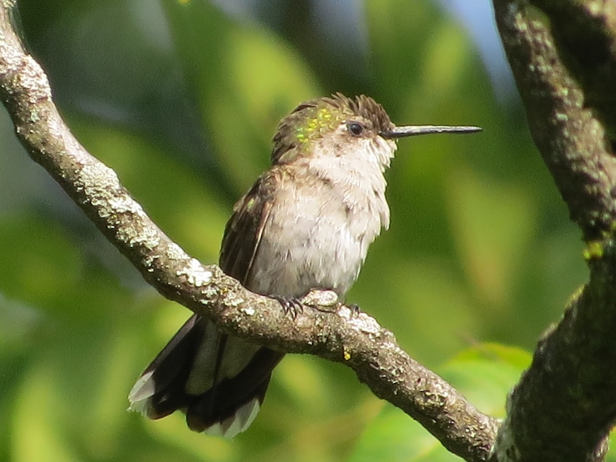 Ruby-throated Hummingbird - Sean Stewart