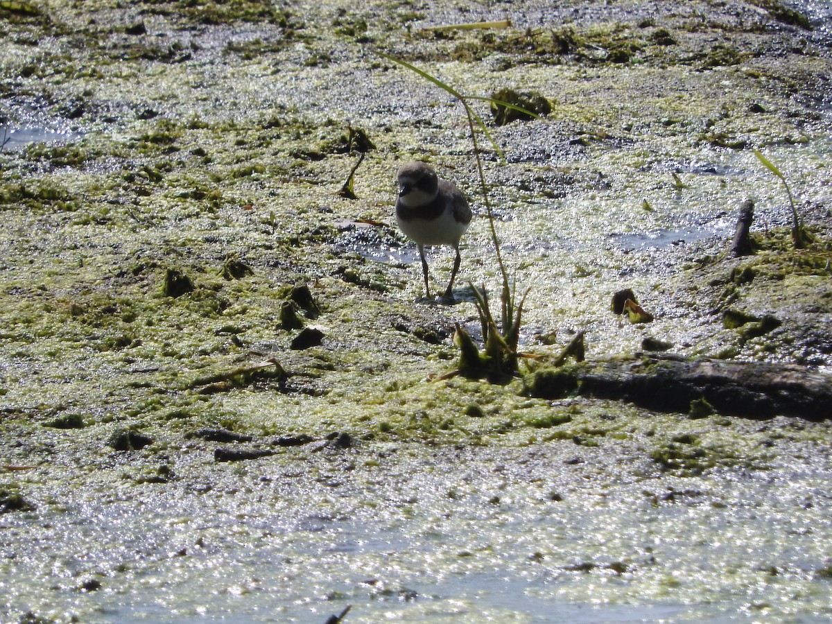 Semipalmated Plover - Brian Moore