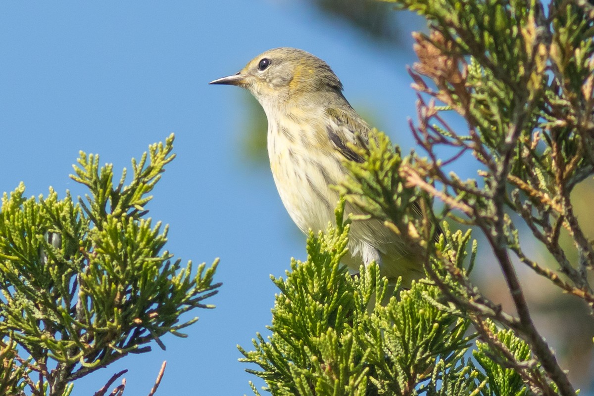 Cape May Warbler - Kyle Blaney