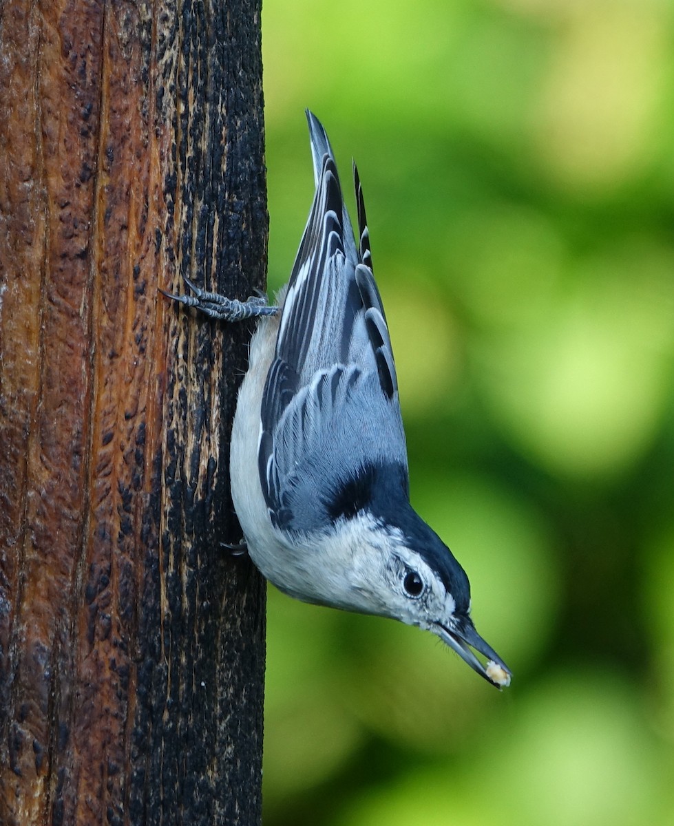 White-breasted Nuthatch - Robert Dixon