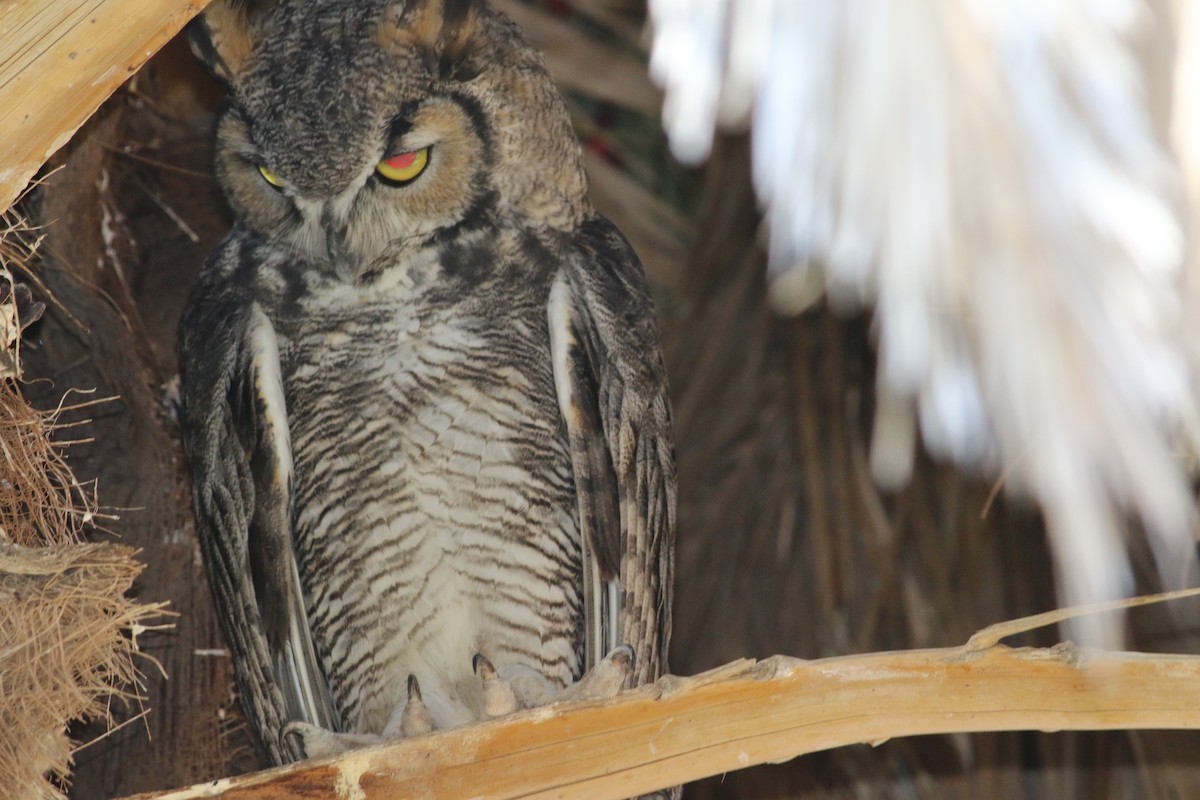 Great Horned Owl - ML67209561