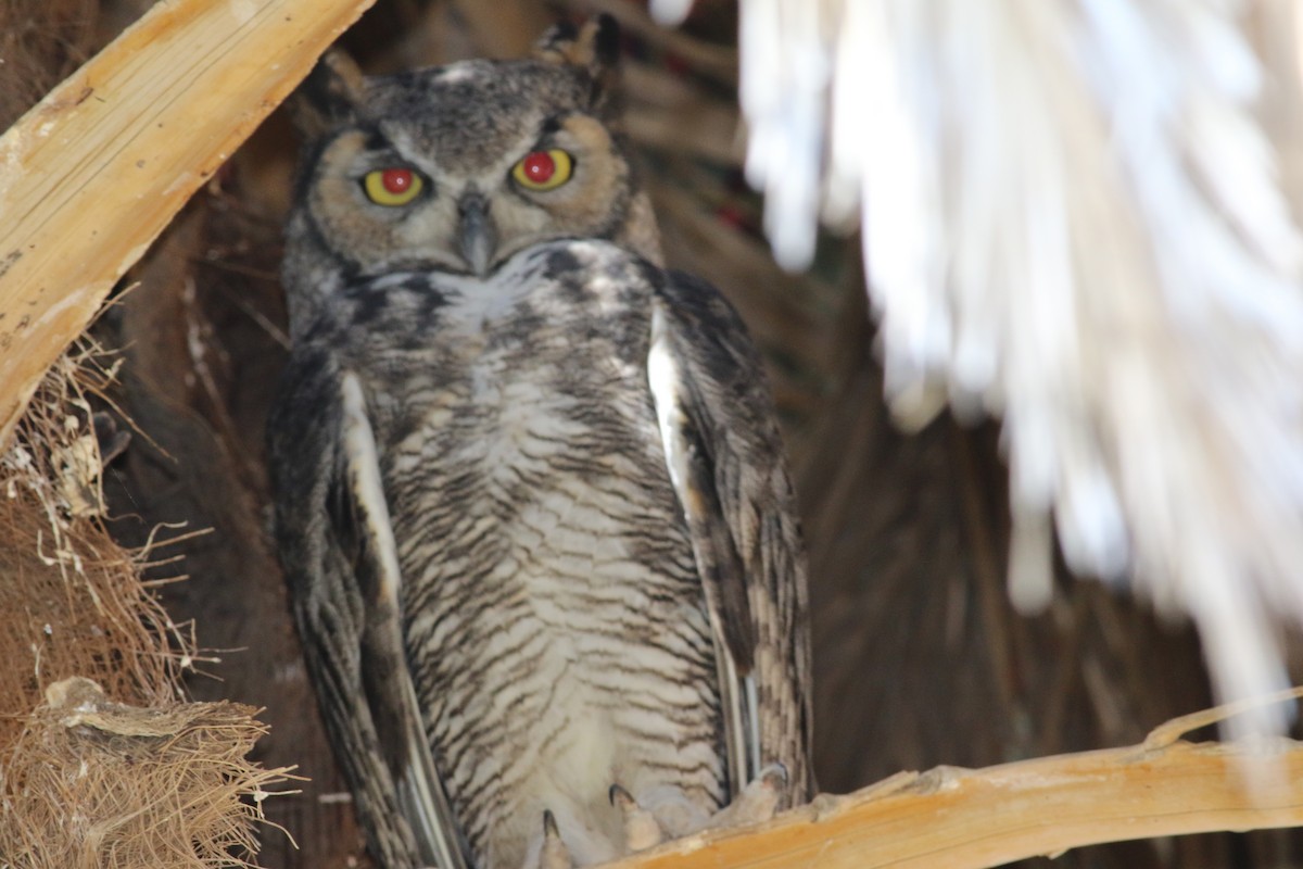 Great Horned Owl - ML67209581