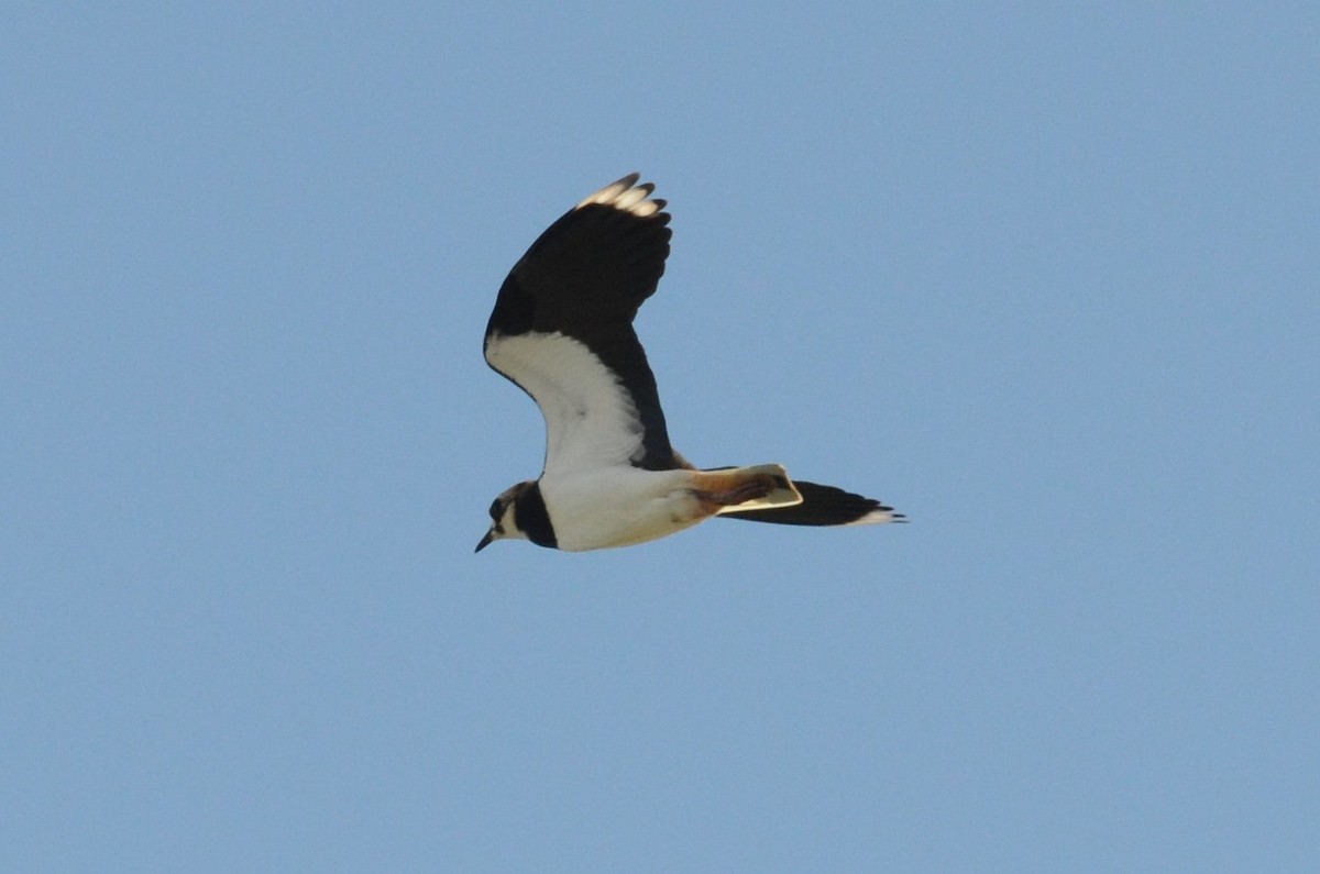 Northern Lapwing - Andrew Dobson