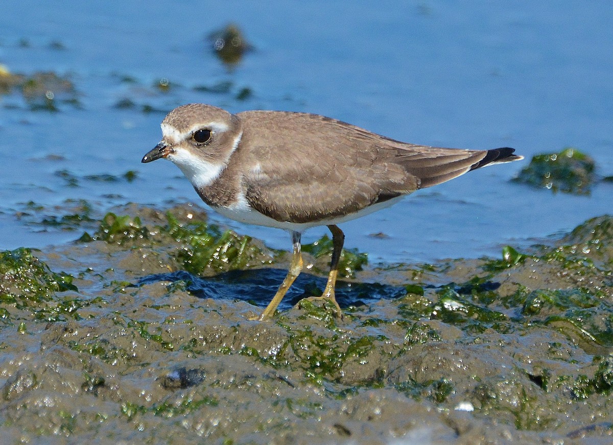 Semipalmated Plover - ML67215131