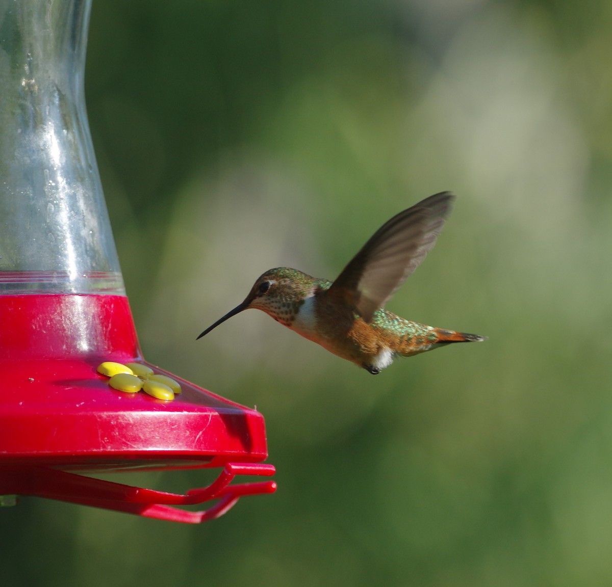 Rufous Hummingbird - Brenda Wright