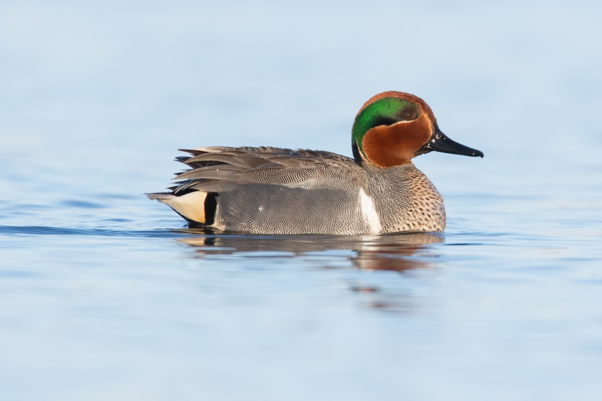 Green-winged Teal - ML67217091