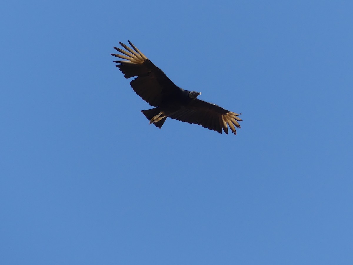 Black Vulture - ML67218191