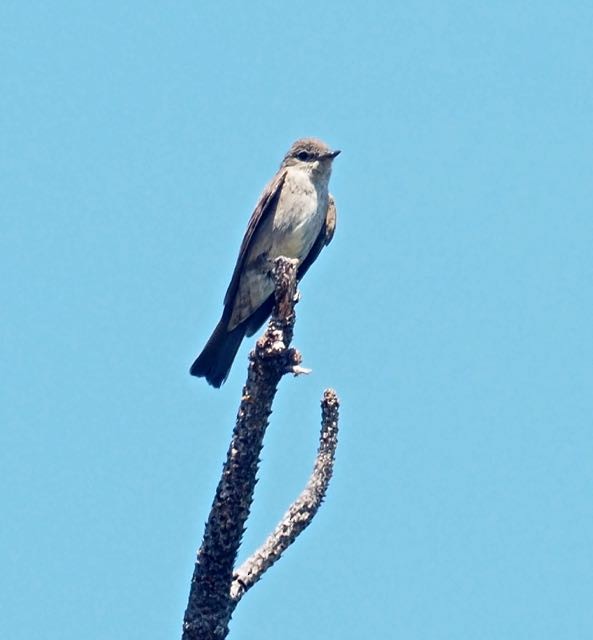 Western Wood-Pewee - Vern Tunnell
